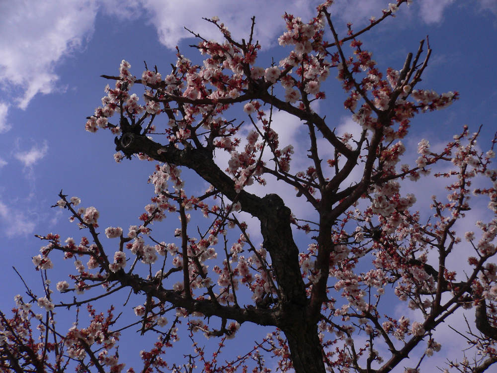梅の花