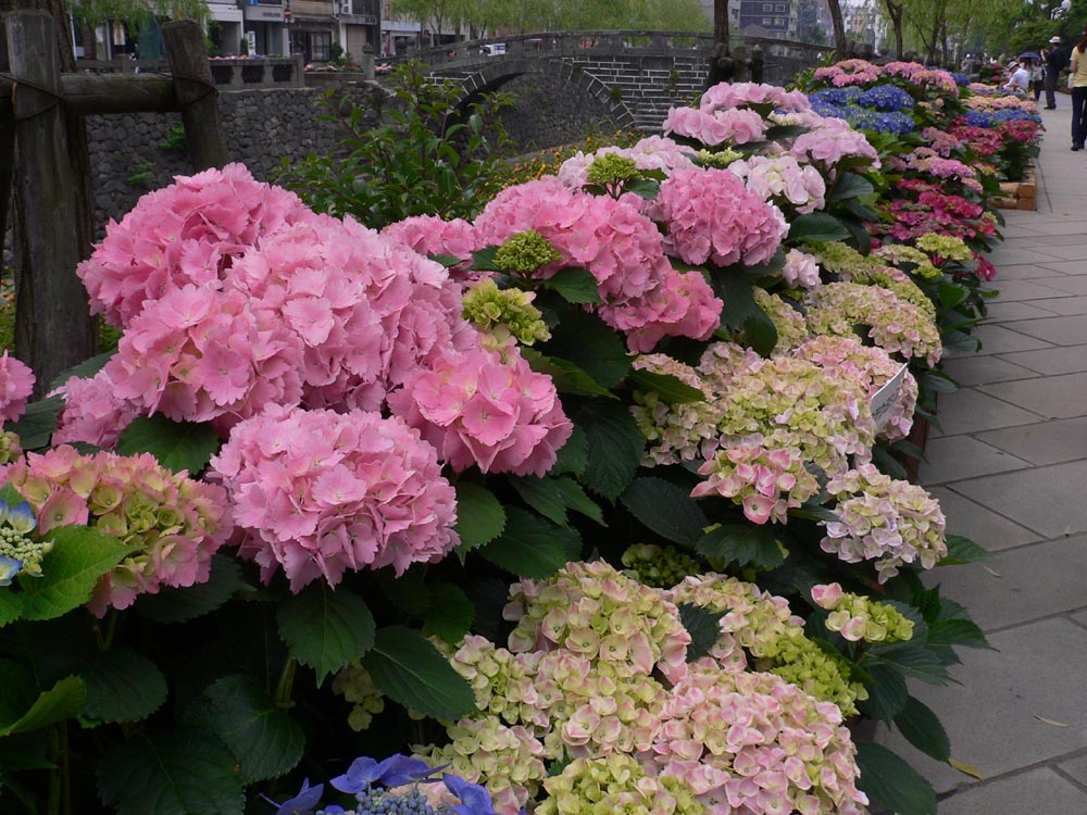 紫陽花