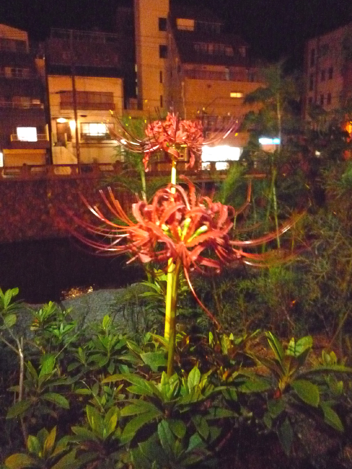 彼岸花