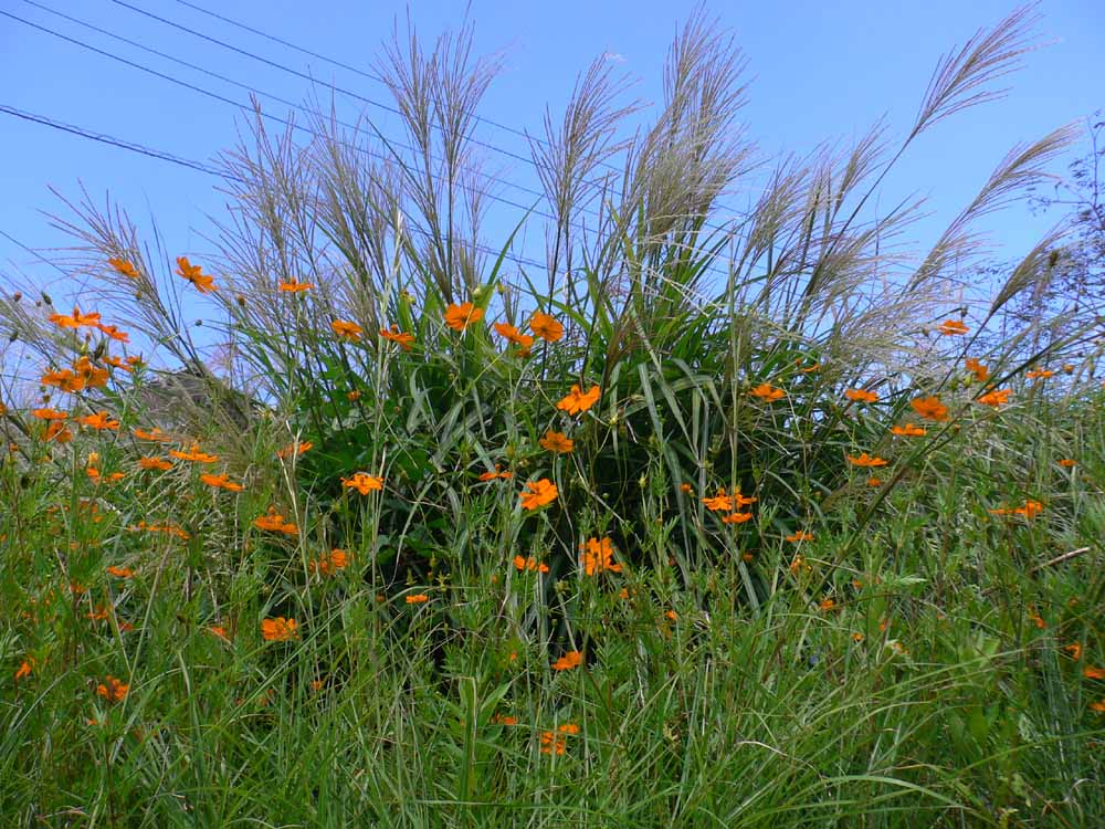 花言葉