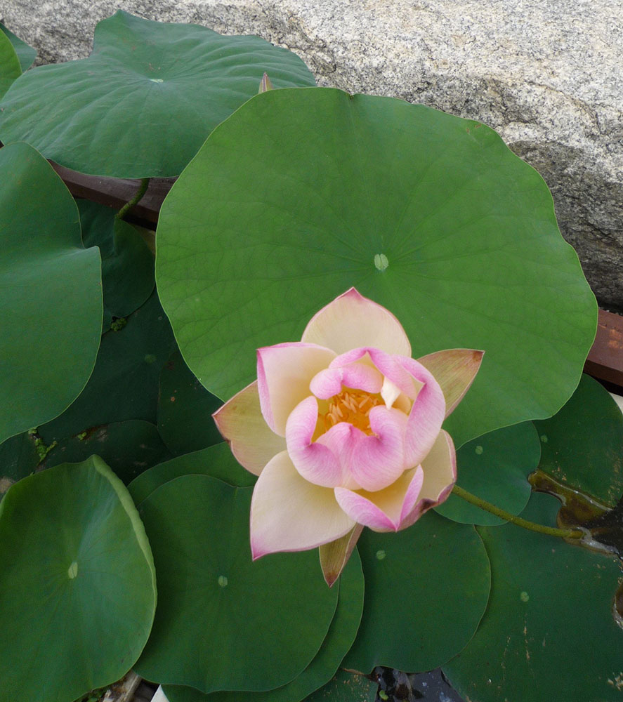 蓮の花