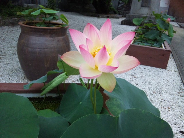 蓮の花