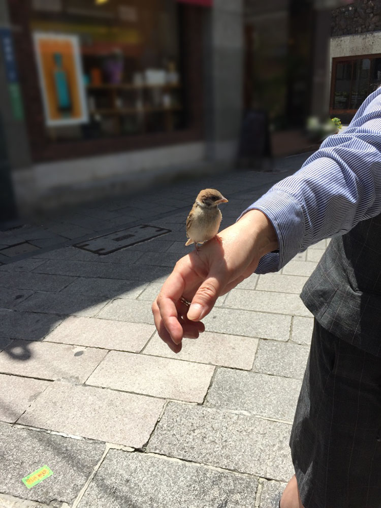 気まぐれな来訪者