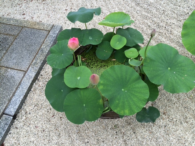 蓮