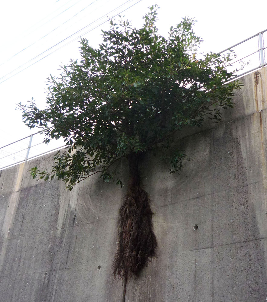 この木何の木