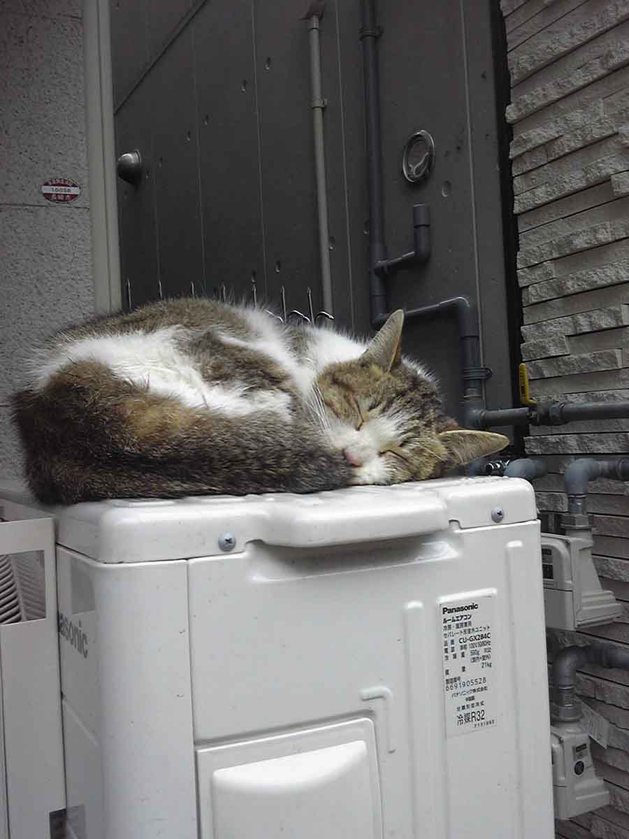 猫の本懐