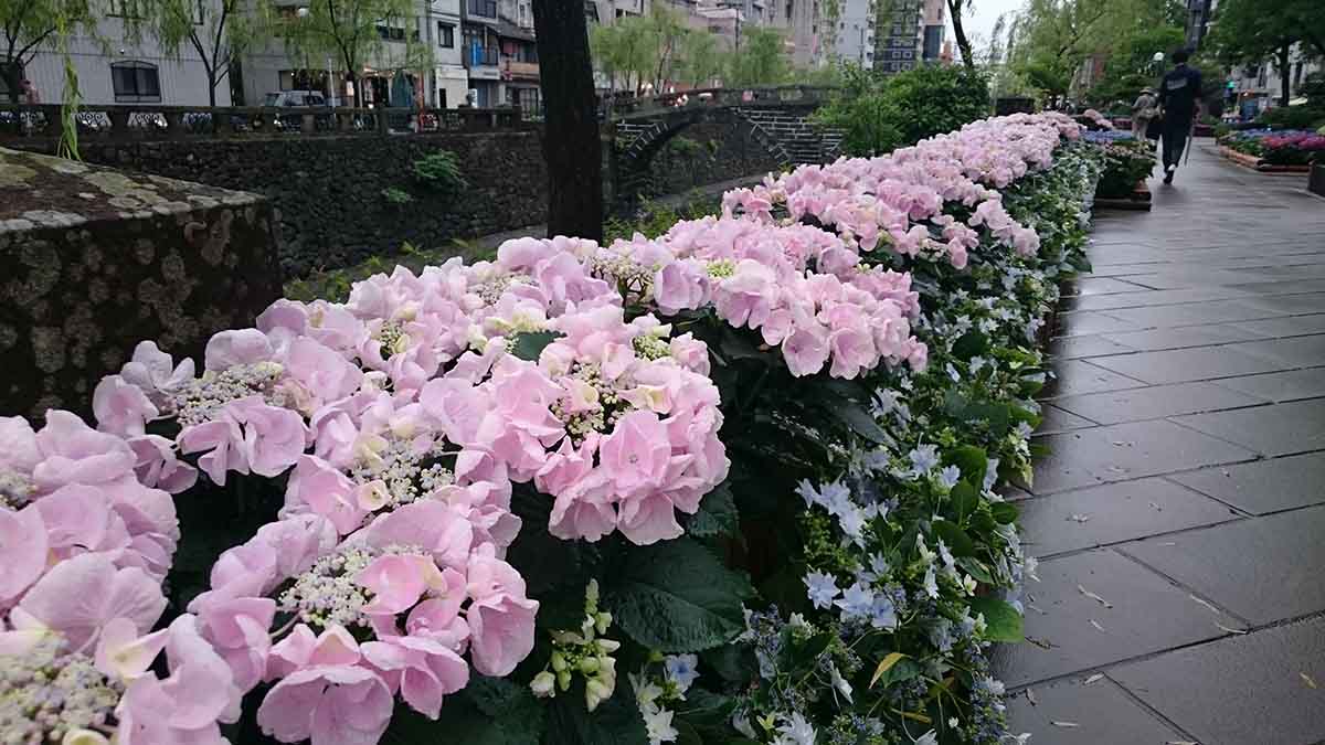 梅雨のアジサイ
