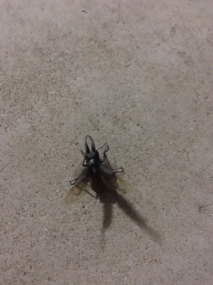 く・わ・が・た