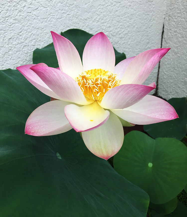 この時期の楽しみ