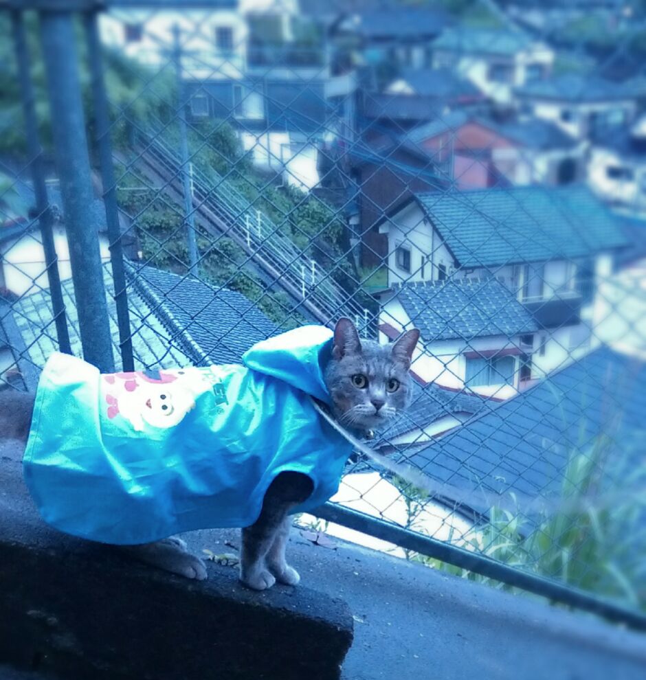 雨の日の楽しみ