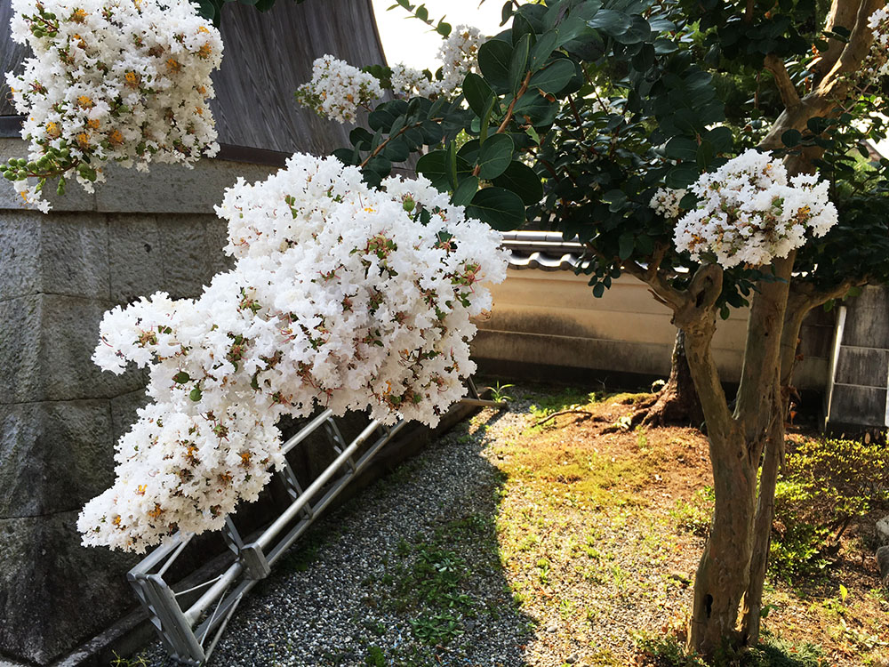百日紅