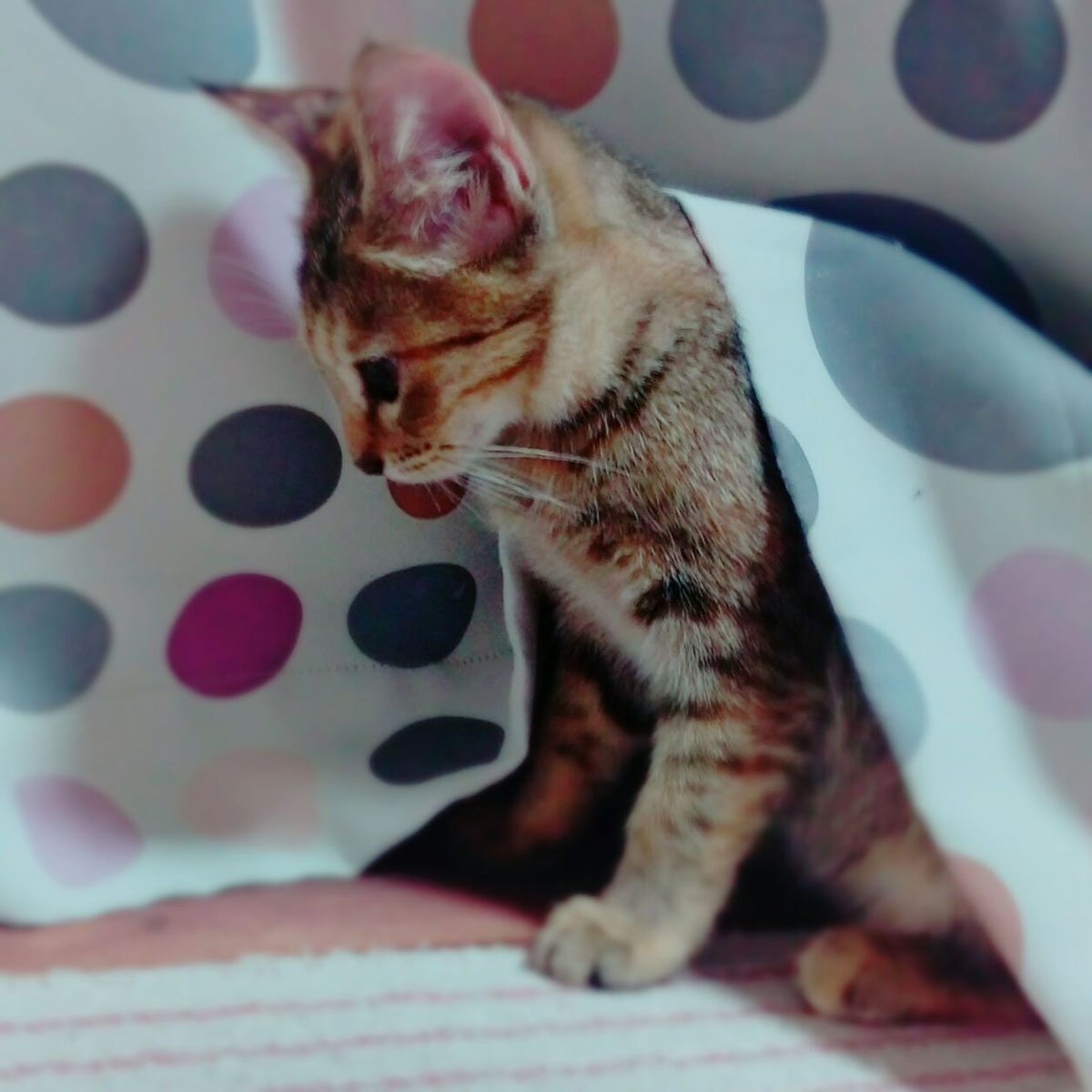 我が家のオス猫達に遅い春到来!