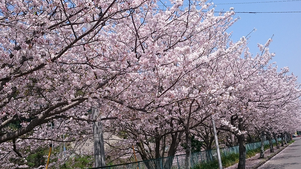 染井吉野