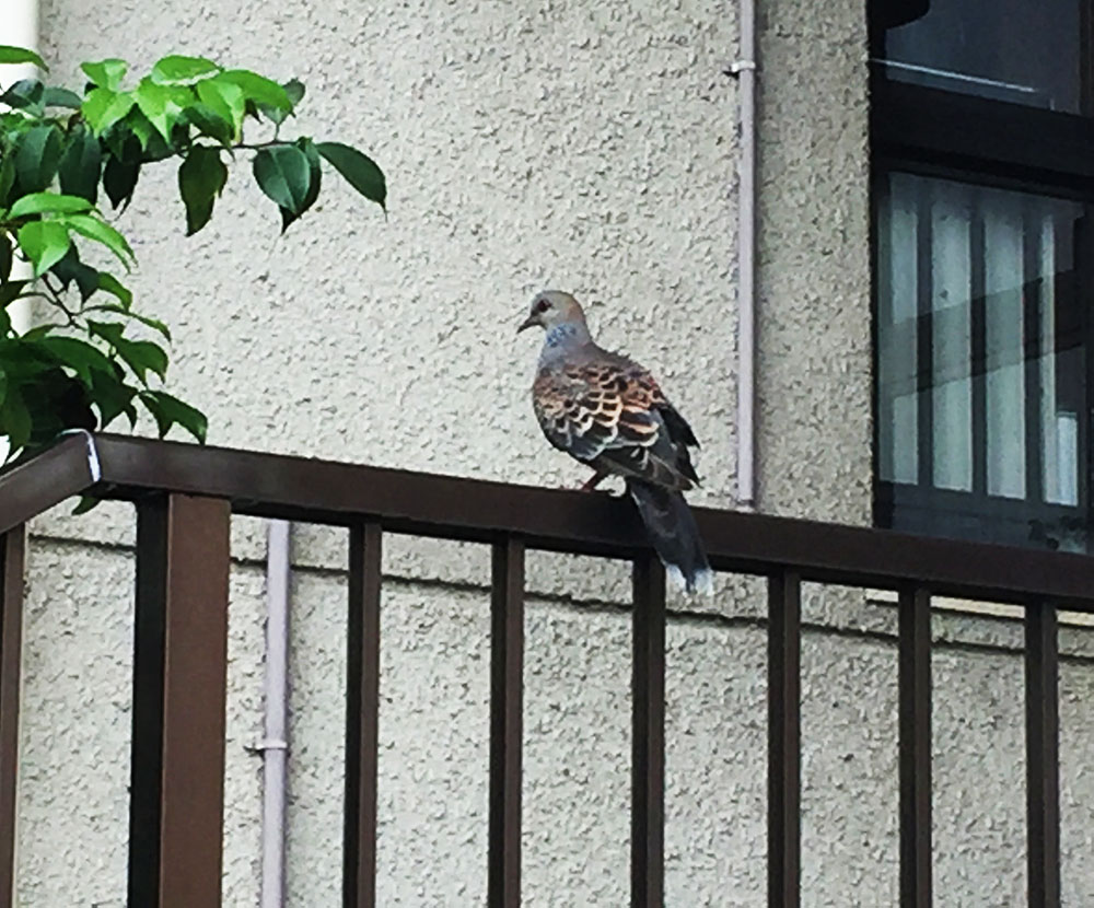 キジバト