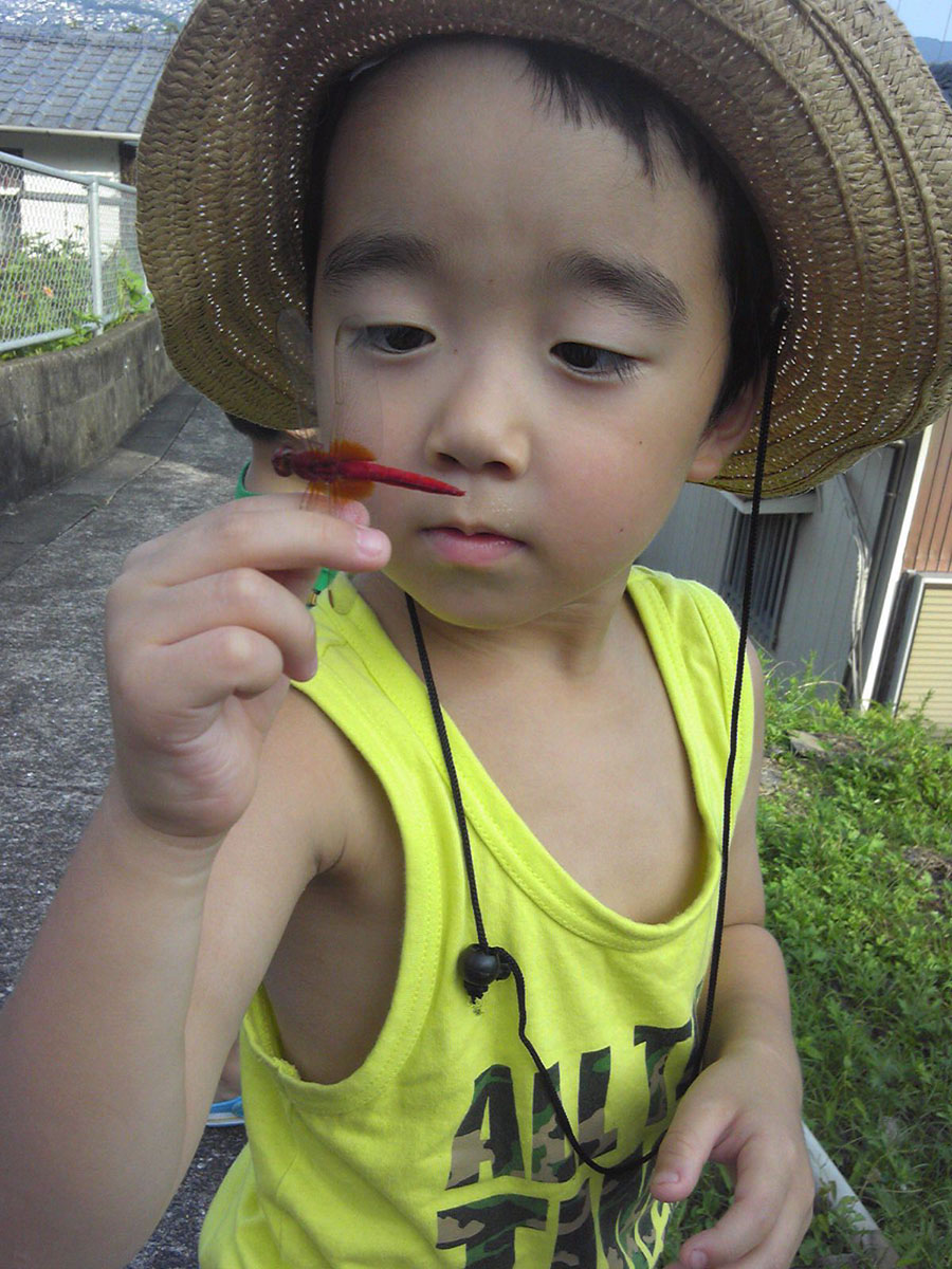 Red dragonfly