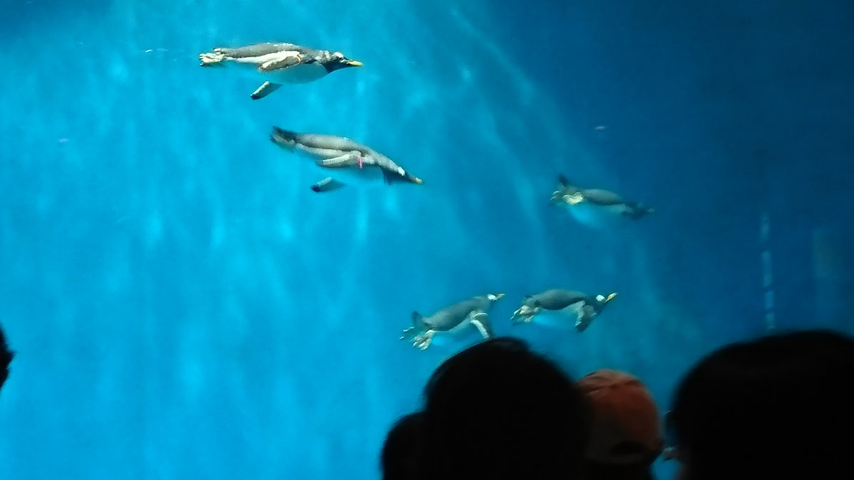 ペンギン達