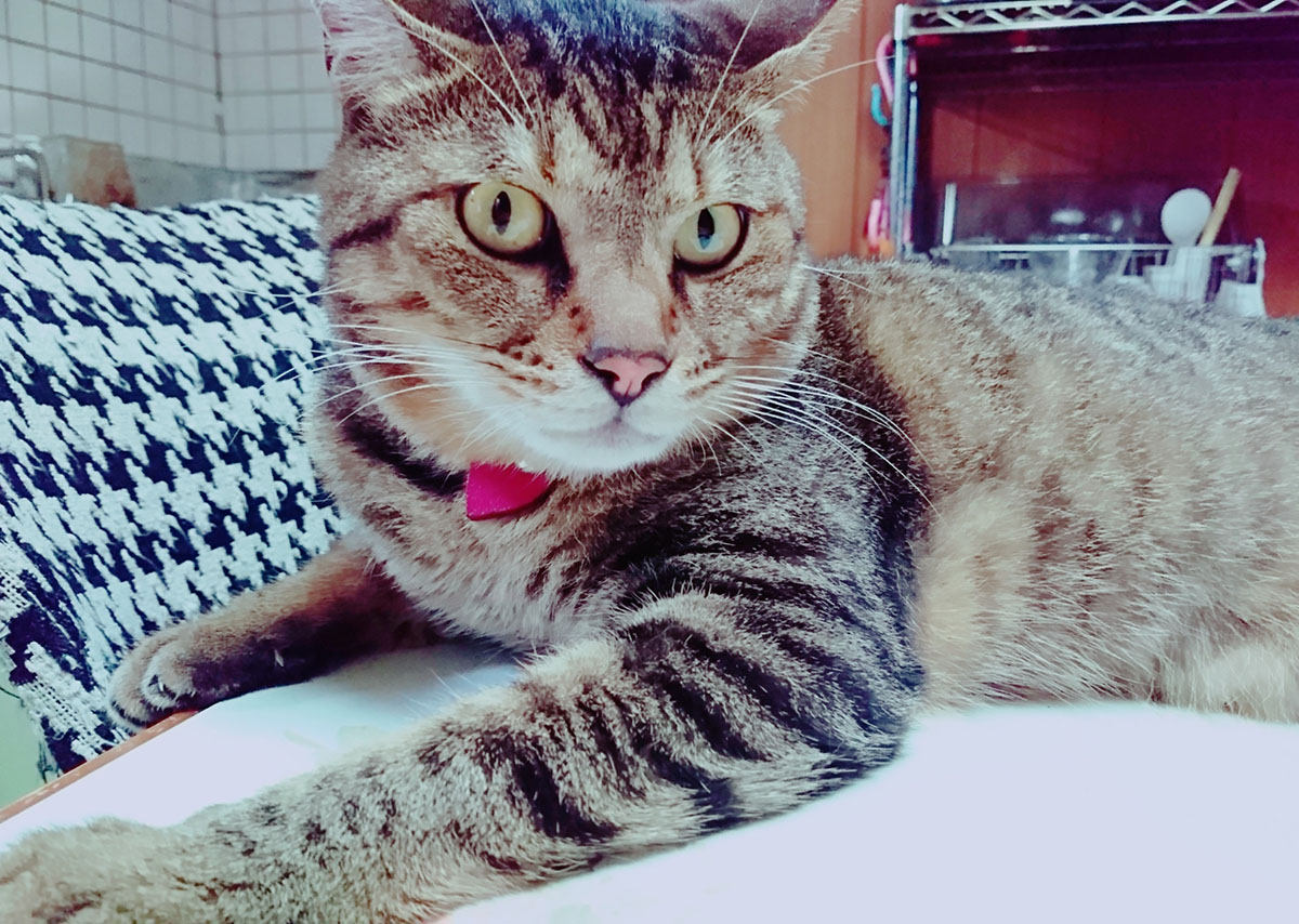 内場家の猫たち2