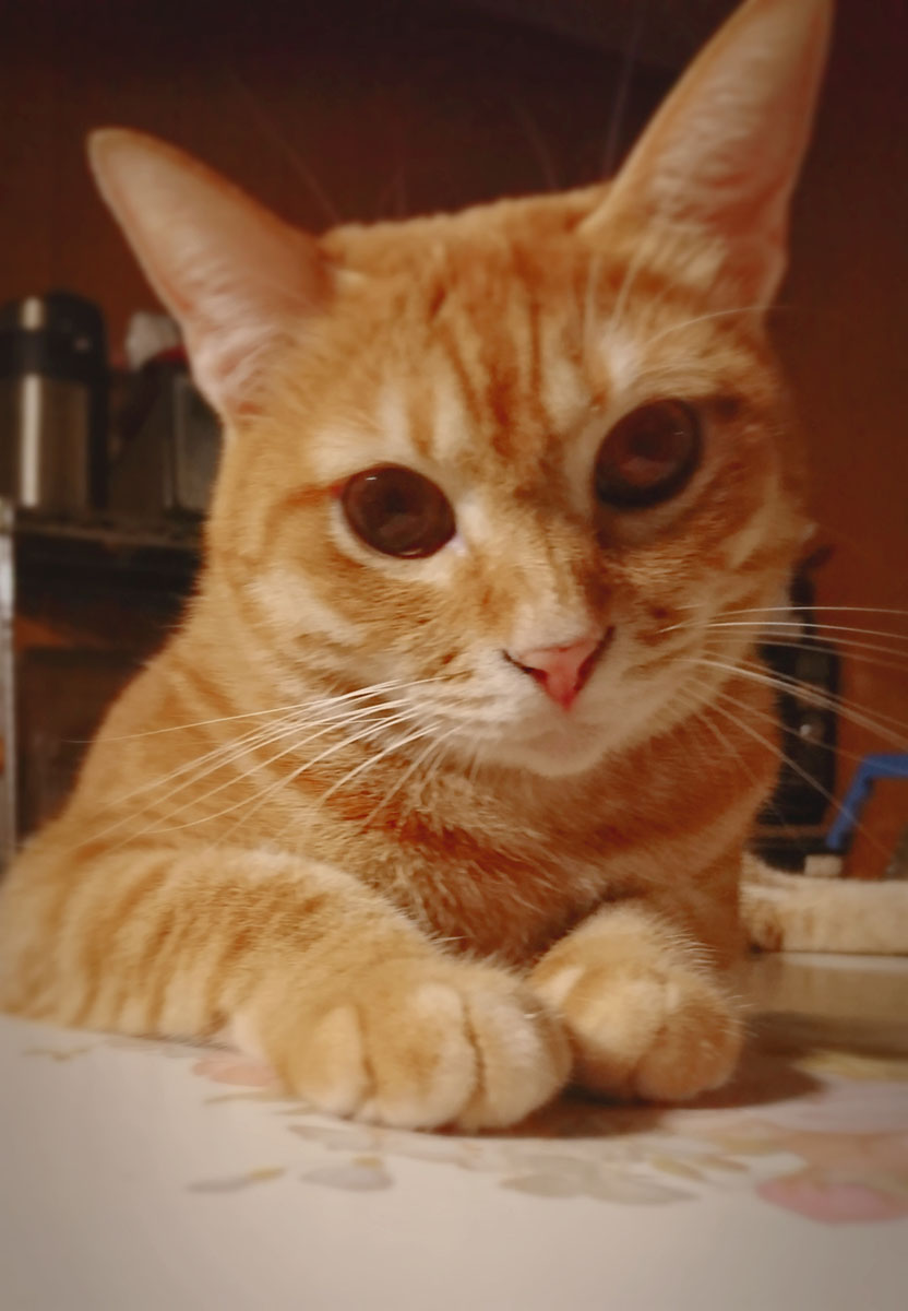 内場家の猫達