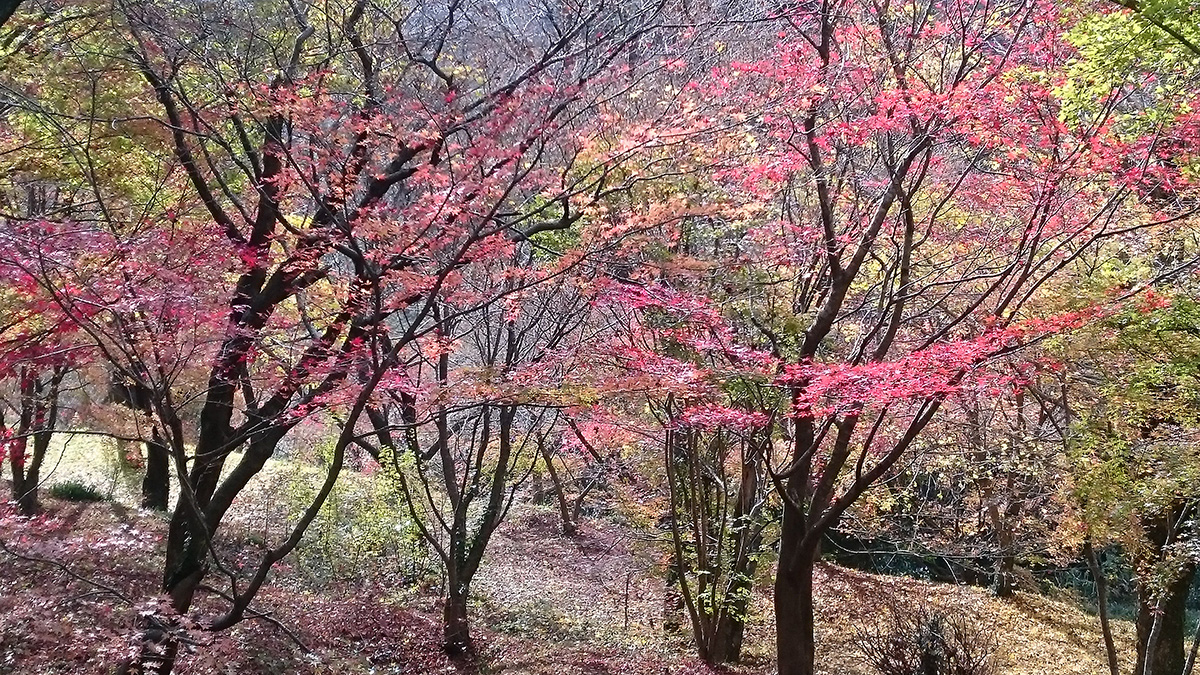 紅葉見学