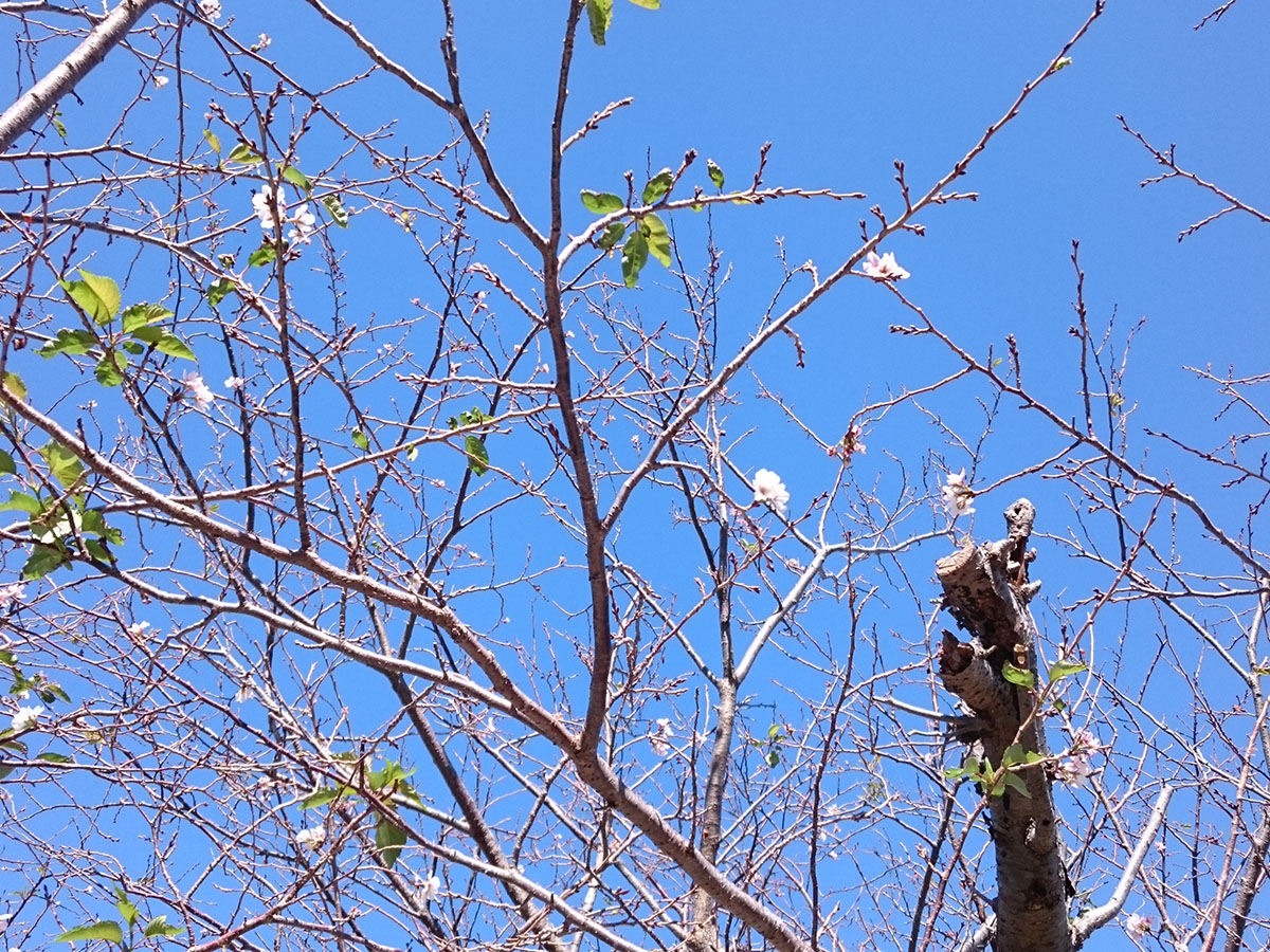季節外れの桜
