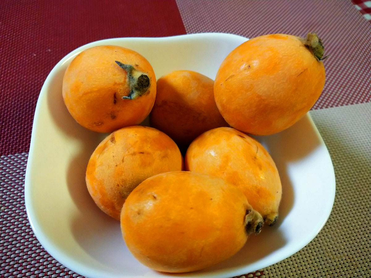 茂木ビワ