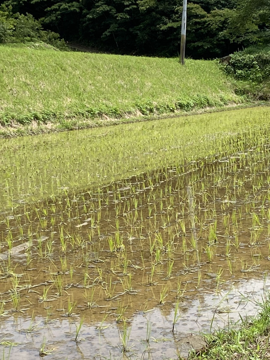 今年も転ばずにすみました
