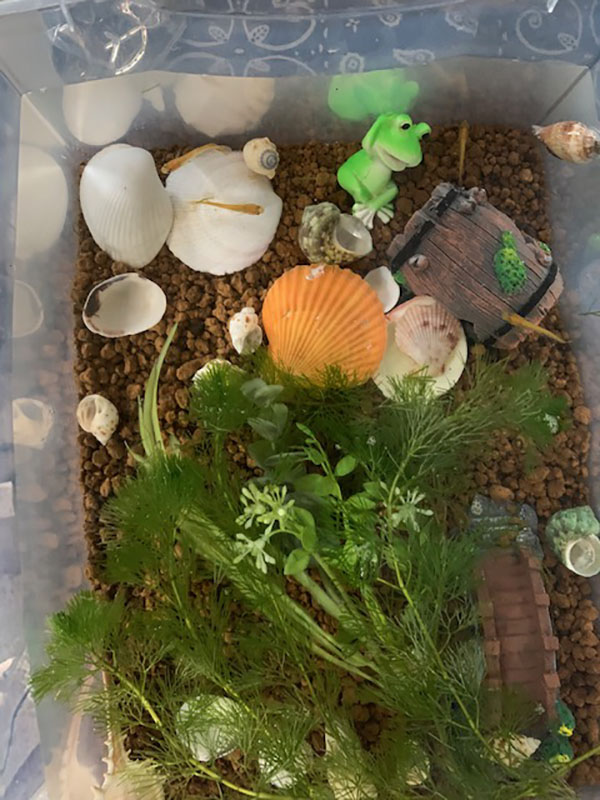 挑戦メダカの飼育パート2