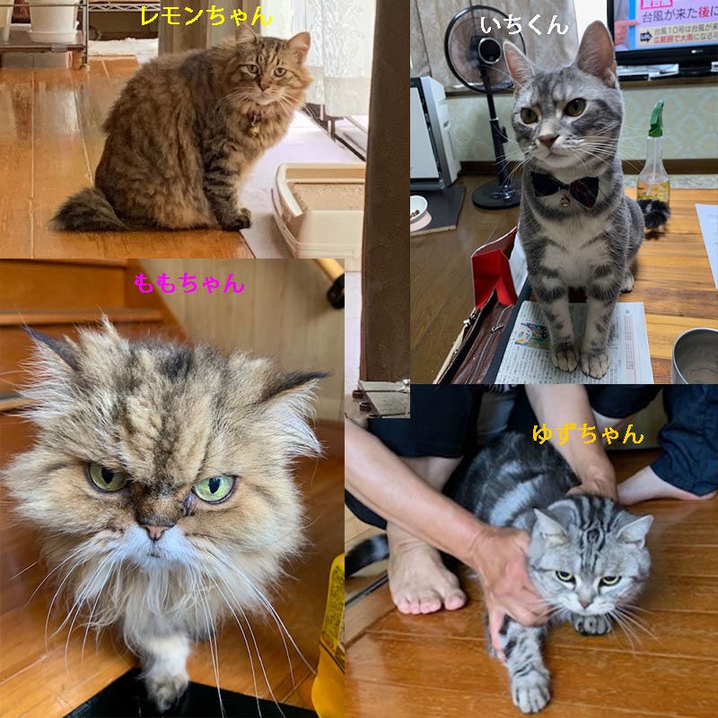 猫ちゃん その2