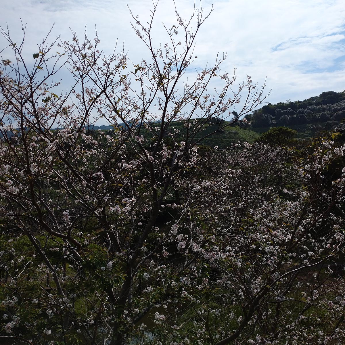 季節外れのお花見