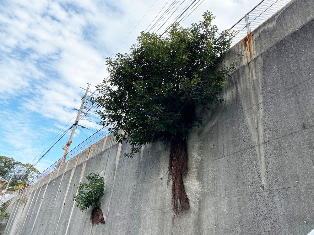 気になる木