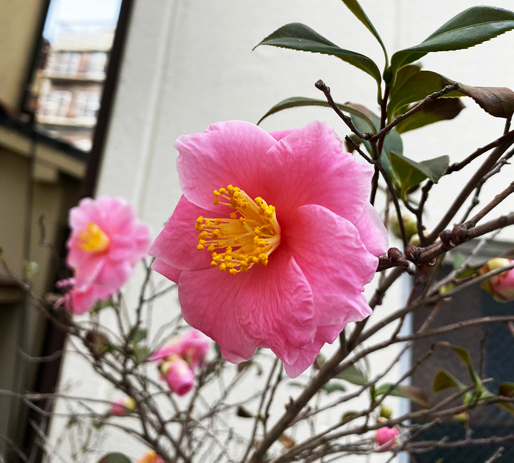 桃の花
