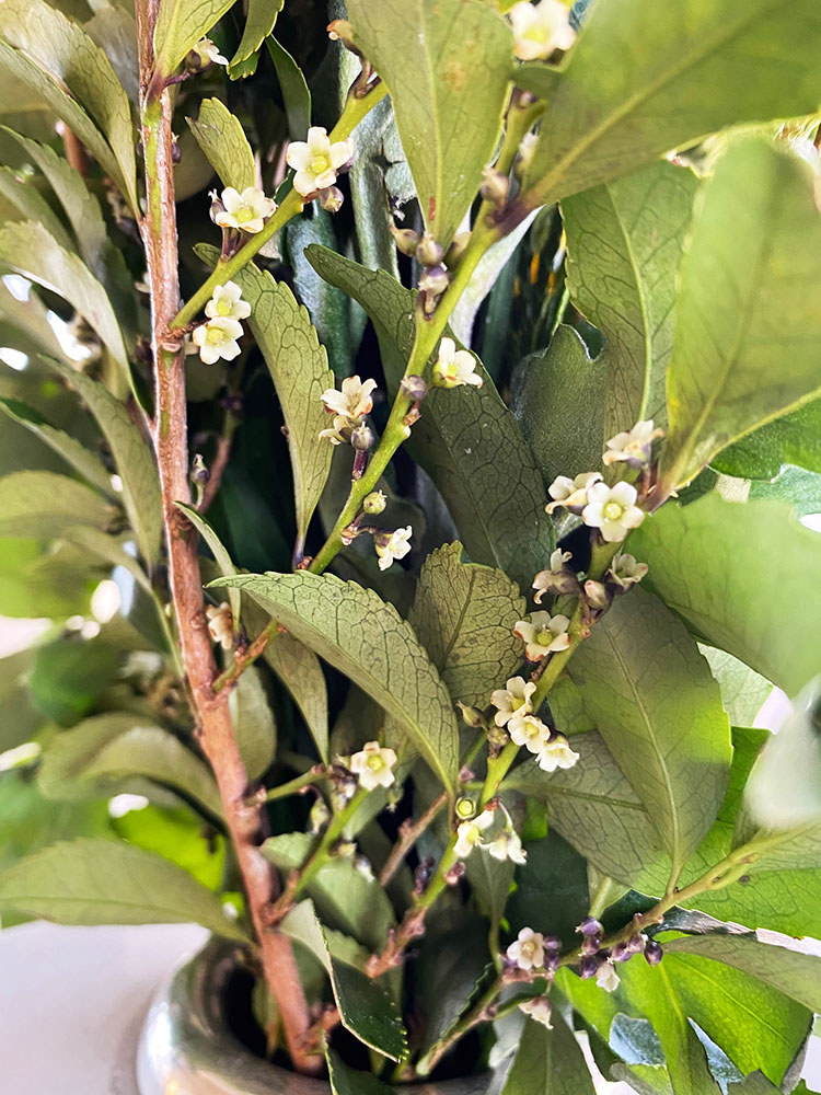 シバの花