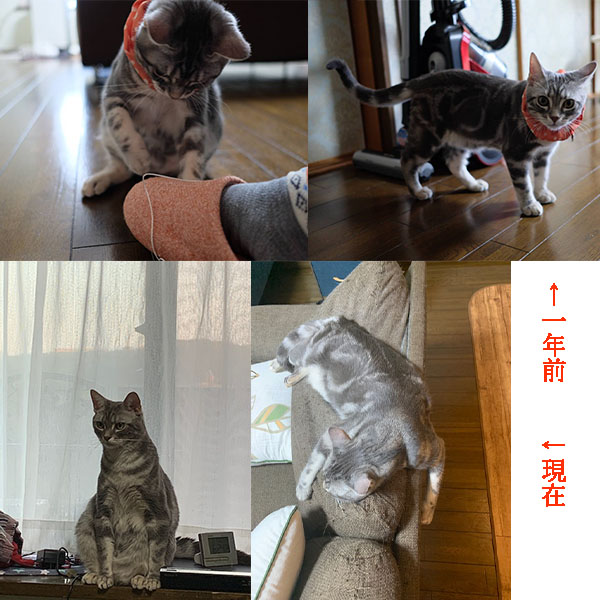 一年前