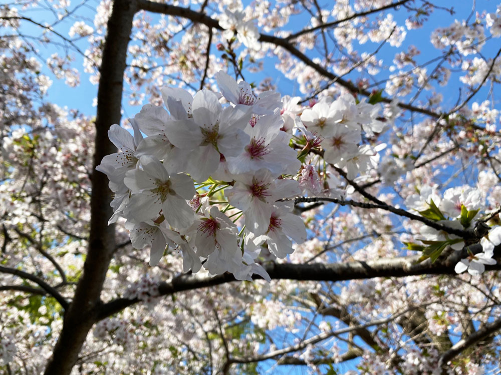 サクラの開花宣言