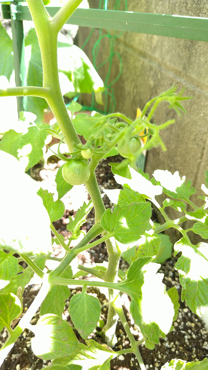 〇〇デビュー。その2