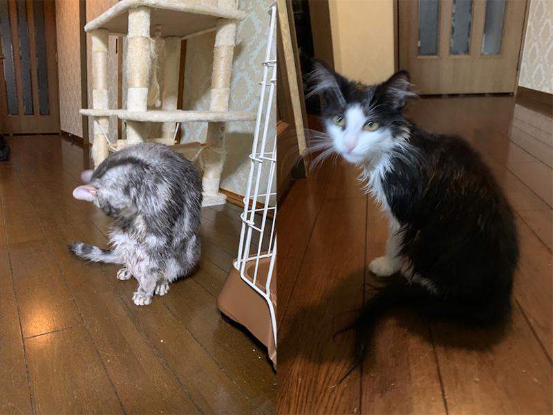 シャンプー
