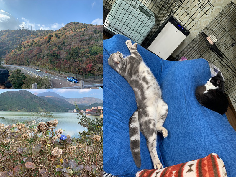 紅葉