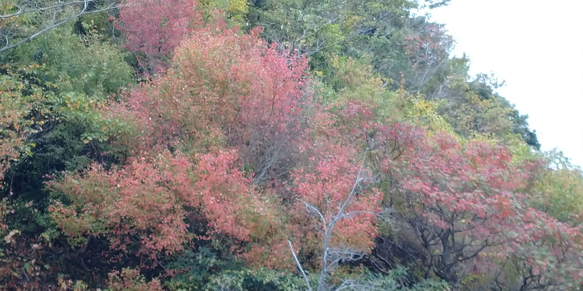 近場の紅葉