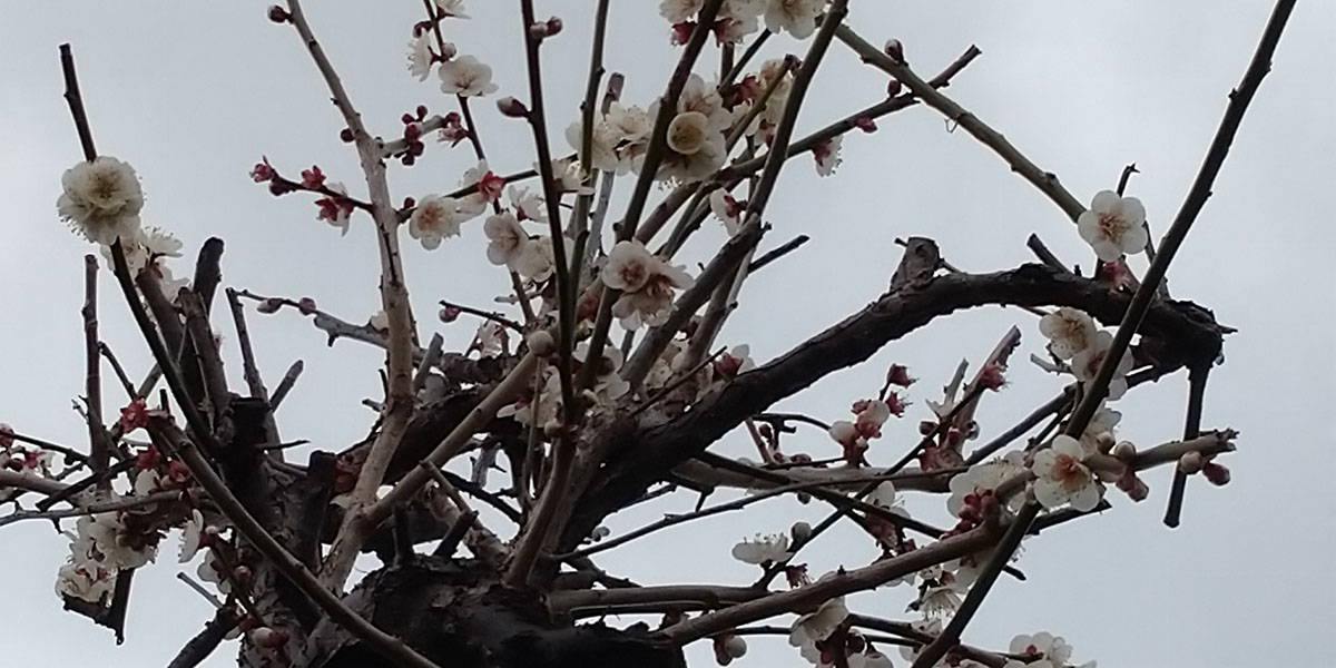 梅の花