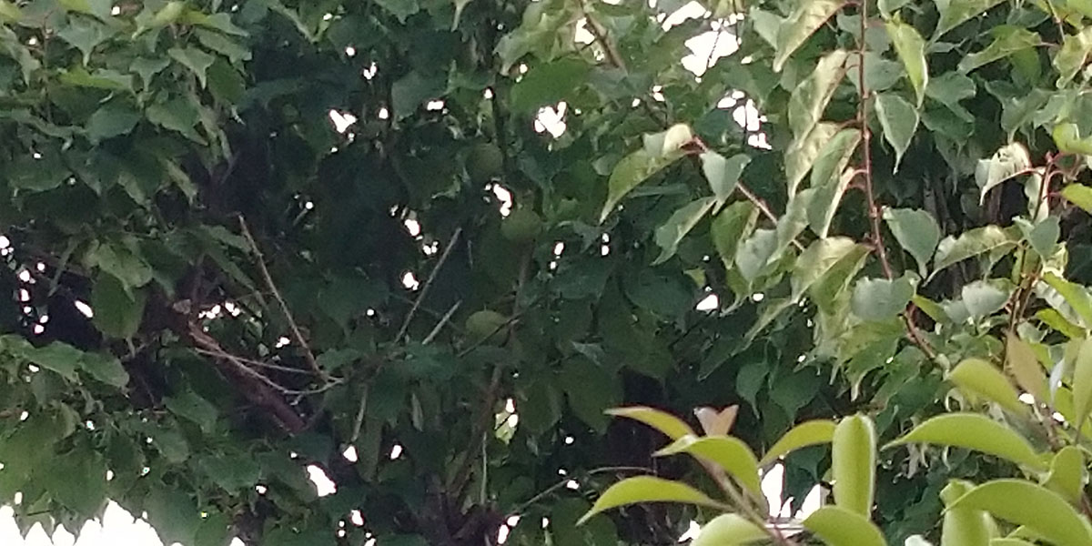 梅狩り