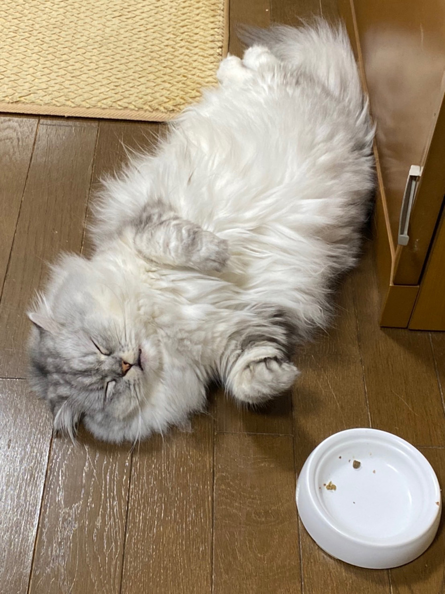 シャラッポコッ