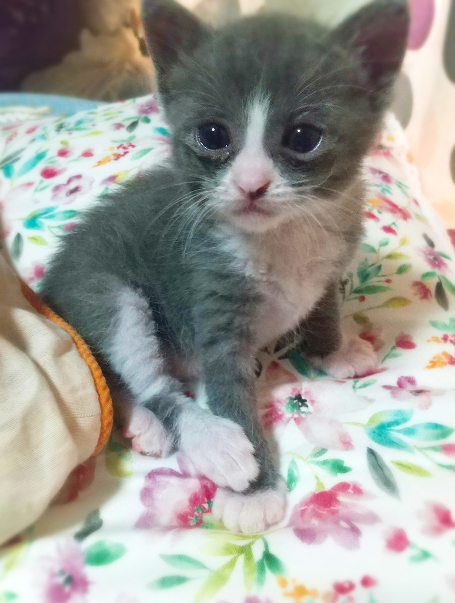 育猫