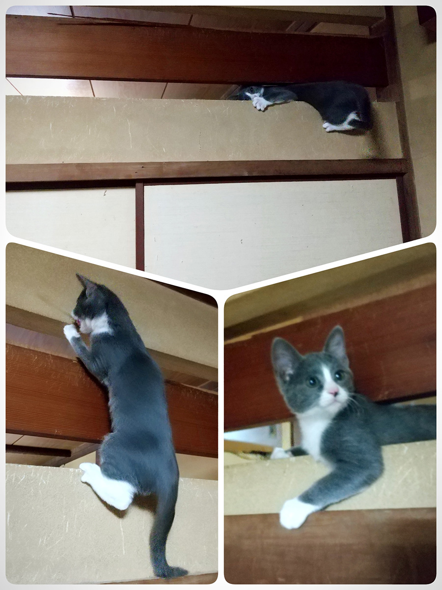 大変だけど可愛い
