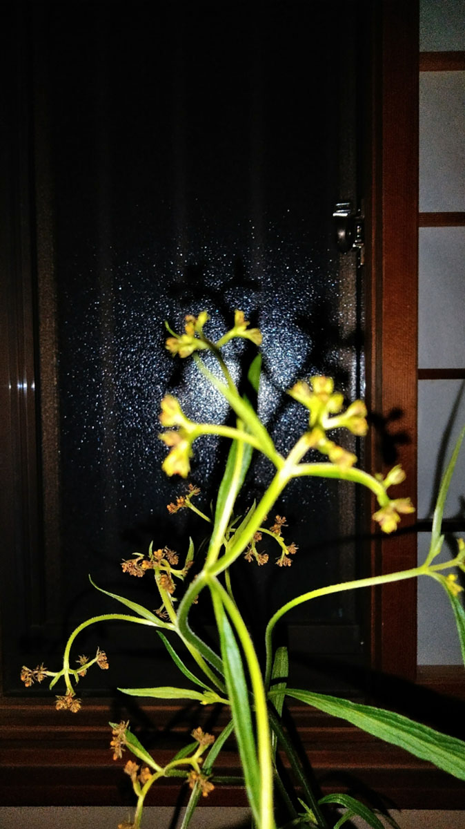 女郎花