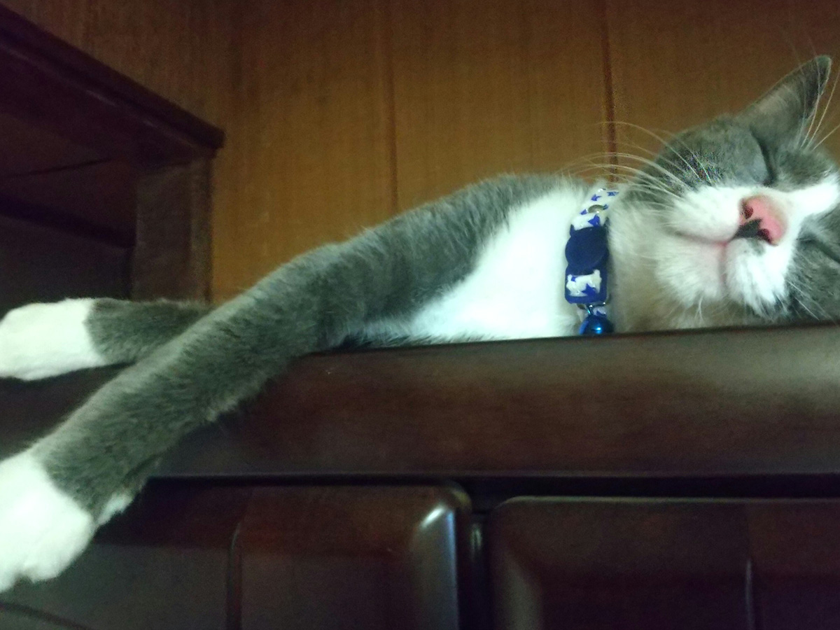 おてんば猫