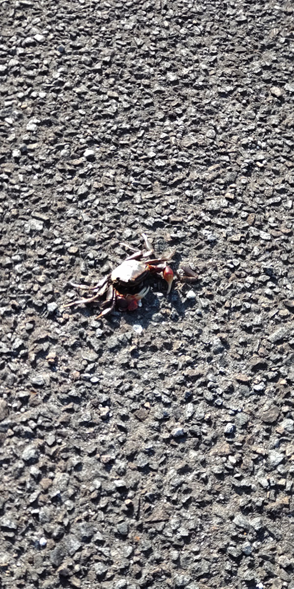 日だまりクラブ