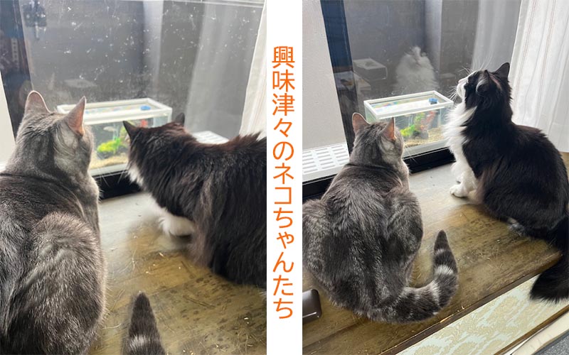 メダカ