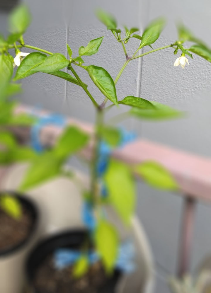 すくすくと