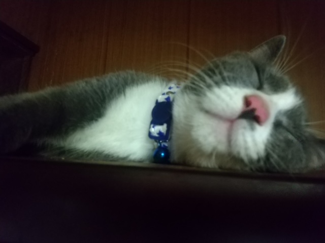 令和の猫達パート2