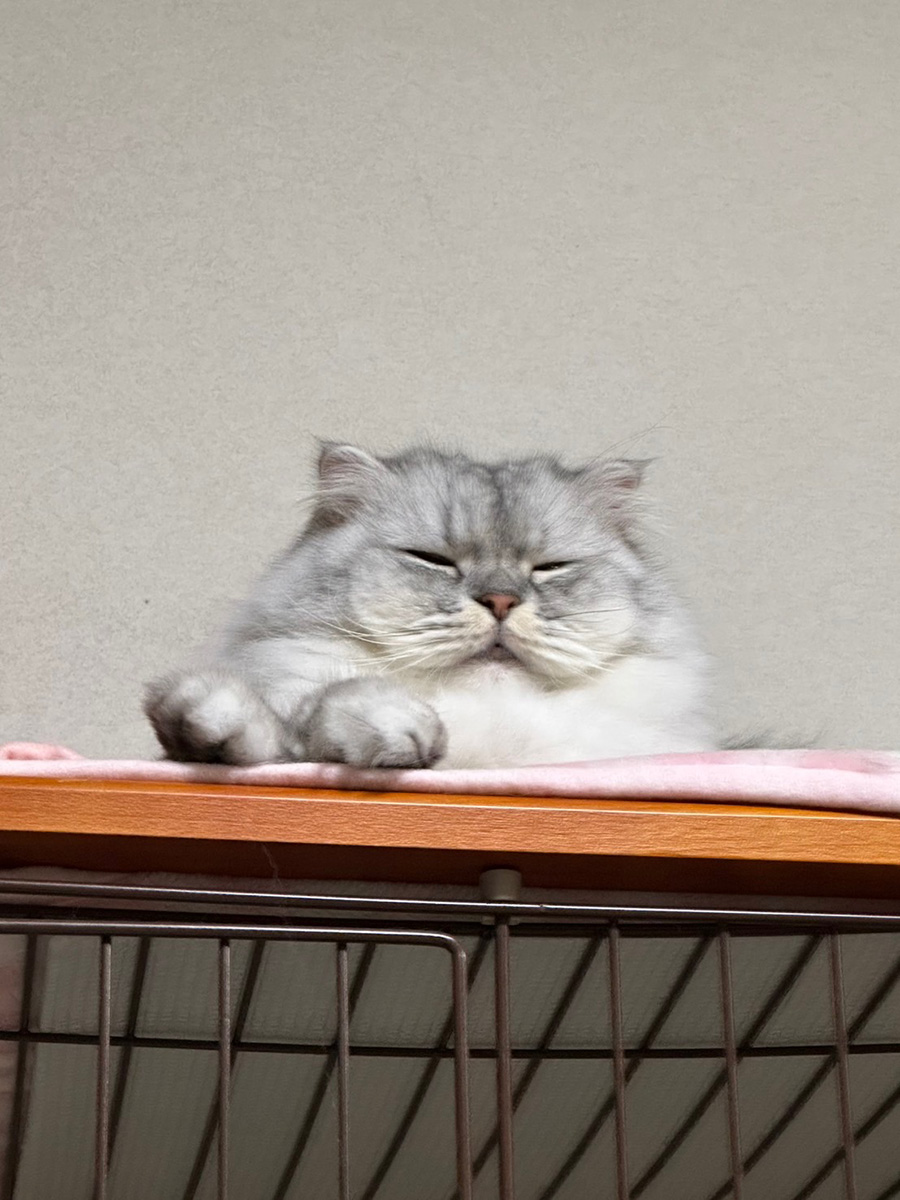 石拾う理由